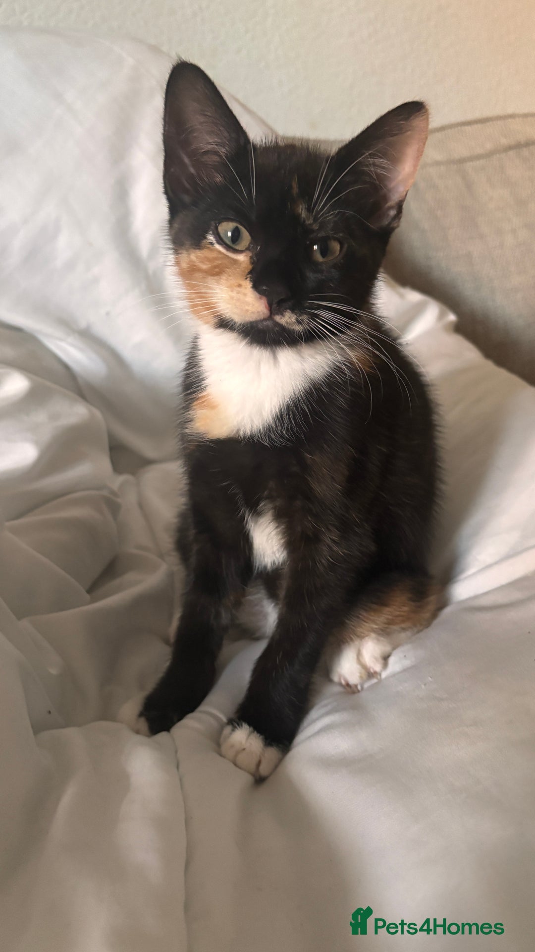 Mixed Breed cats for sale: Delightful mix-breed Siamese-black calico-kittens - Image 32