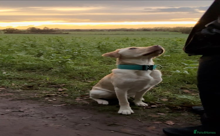 Labrador Retriever dogs - Advert 3