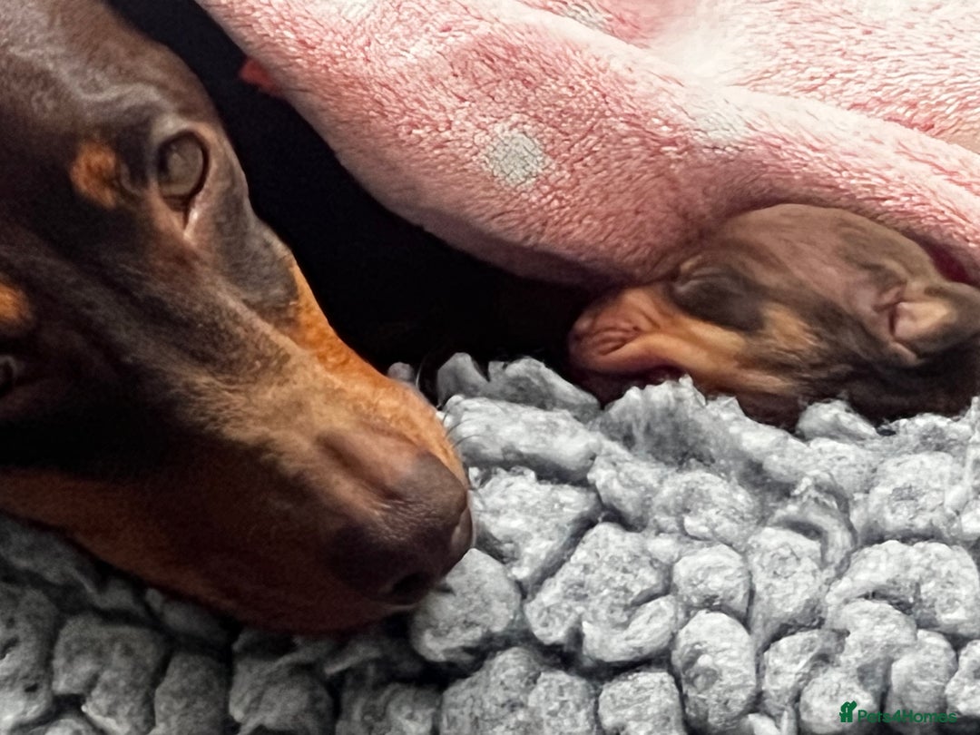 Miniature Dachshund dogs for sale: Ready Now! 3 male miniature smooth dachshunds - Advert 8