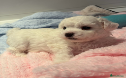 Bichon Frise dogs for sale: KC Registered Pedigree Bichon Frise Puppies - Image 1