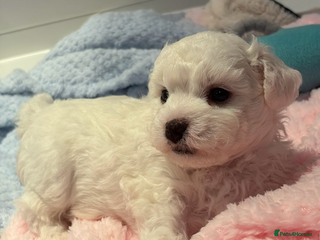 Bichon Frise dogs - Advert 16