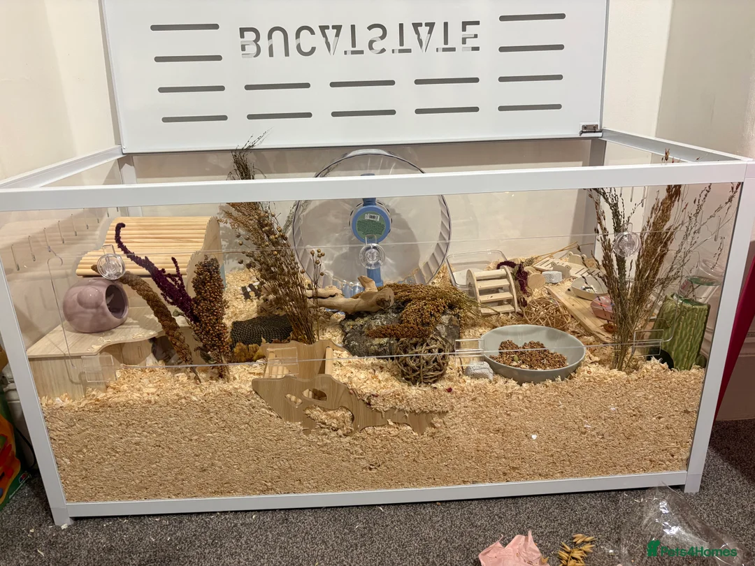 Hamster rodents for sale: Male Syrian hamster - Advert 2