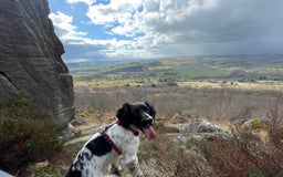 English Springer Spaniel dogs for sale: Chase, springer spaniel - Image 2