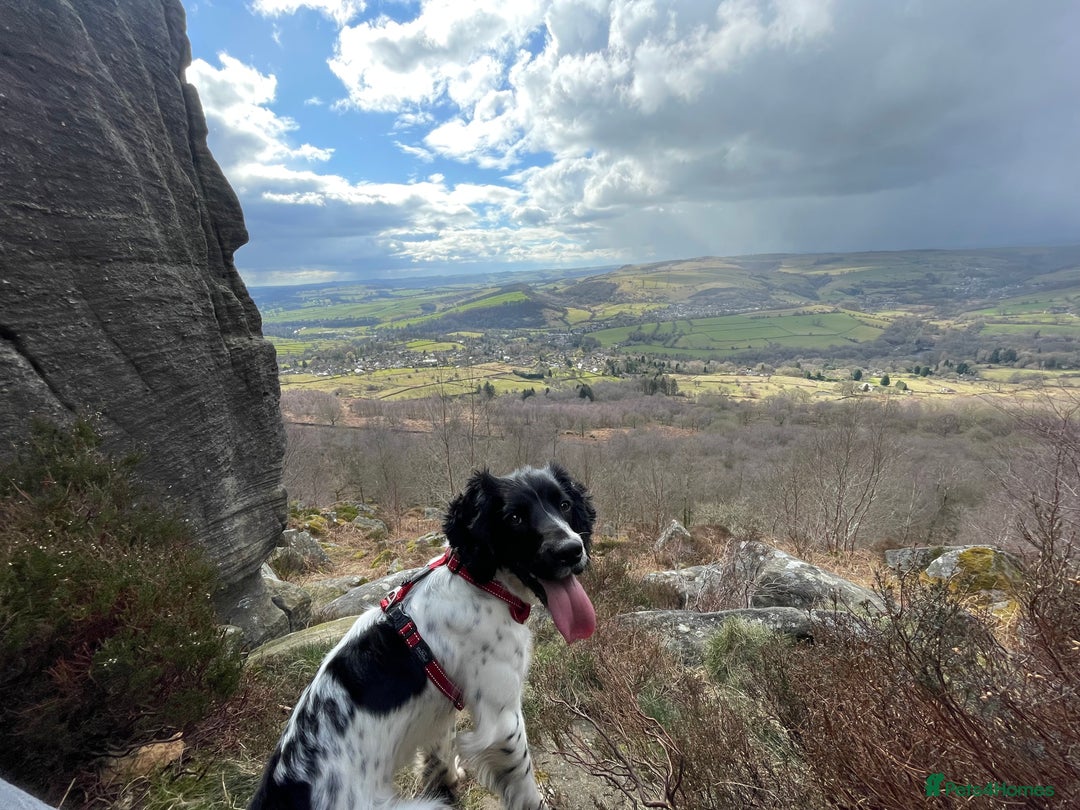 English Springer Spaniel dogs for sale: Chase, springer spaniel - Image 2