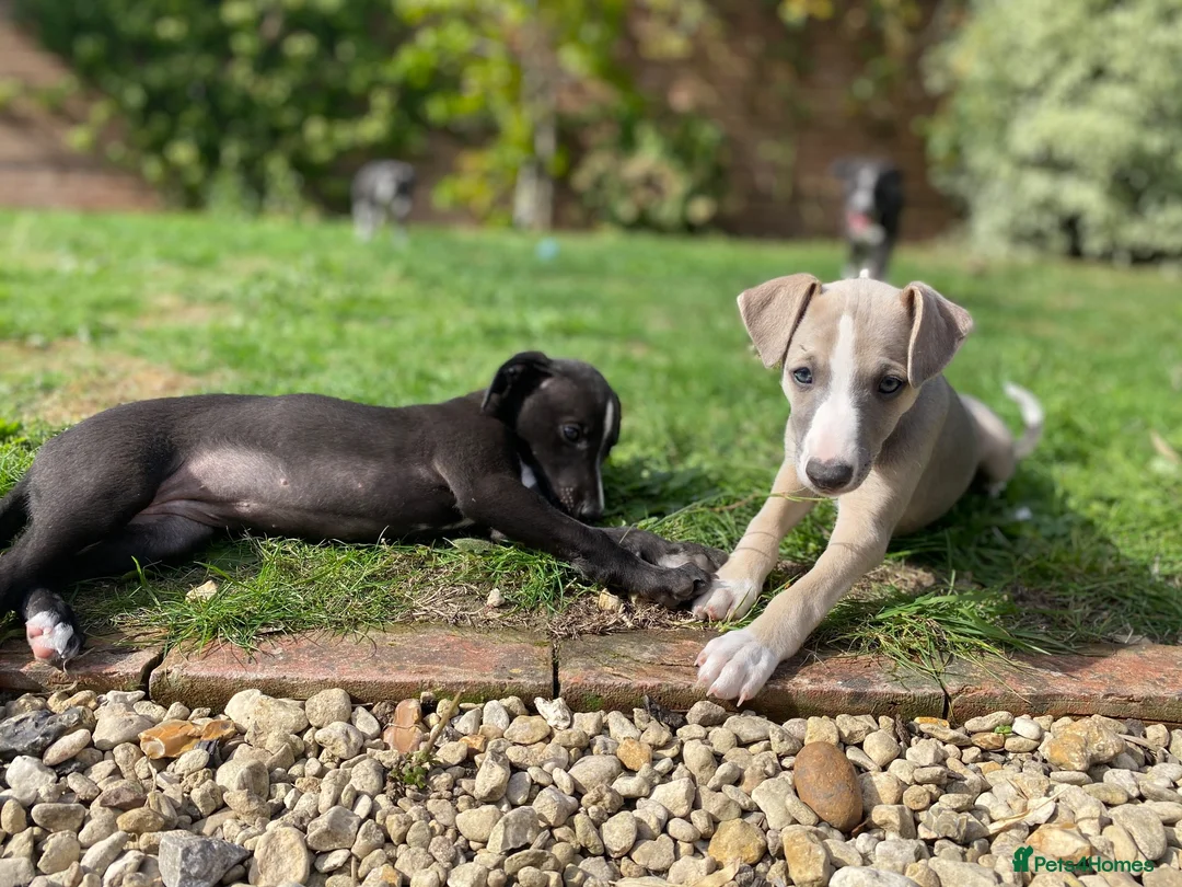 Whippet dogs for sale: KC Registered Pedigree Whippet Puppies for Sale in Salisbury - Advert 20