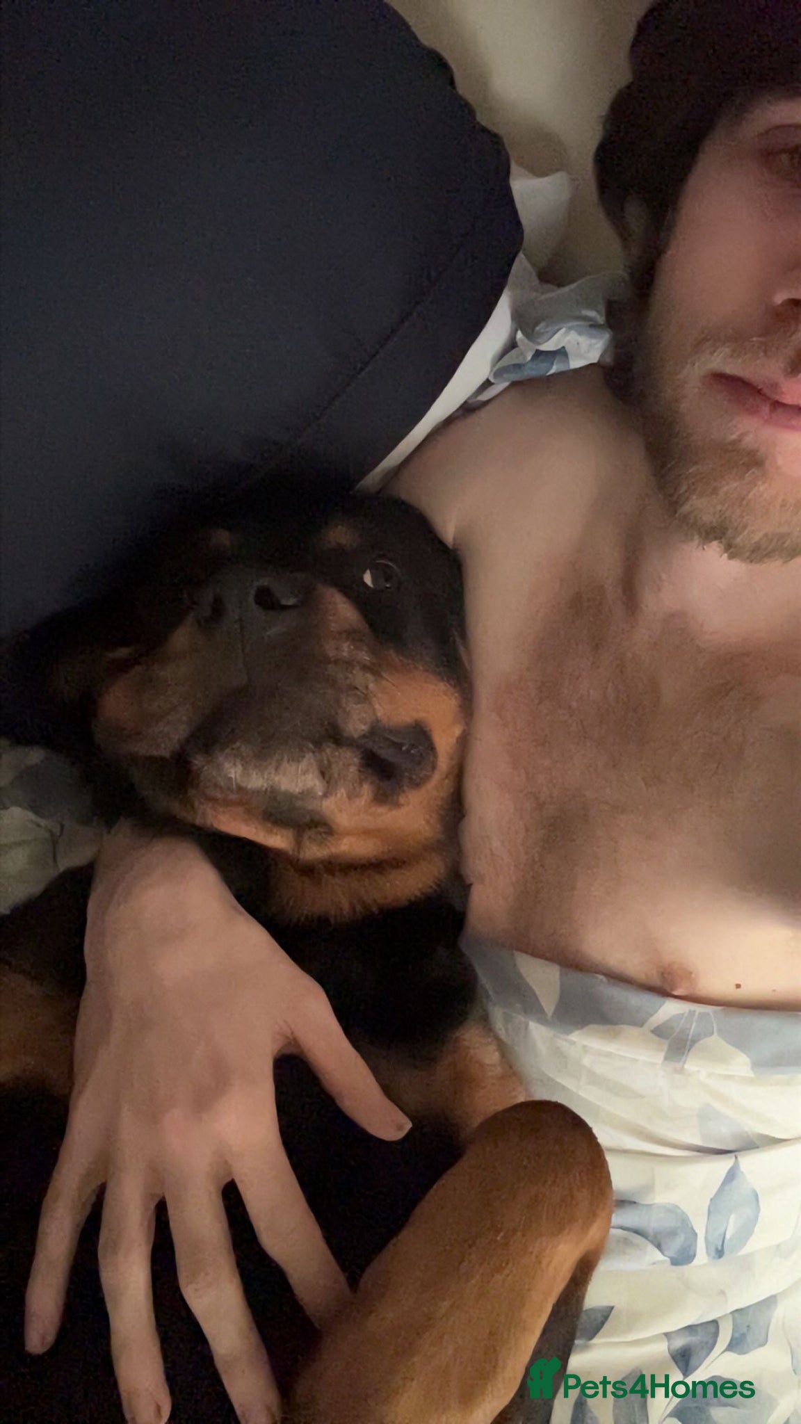Rottweiler dogs for sale: Willow  in Manchester - Advert 2