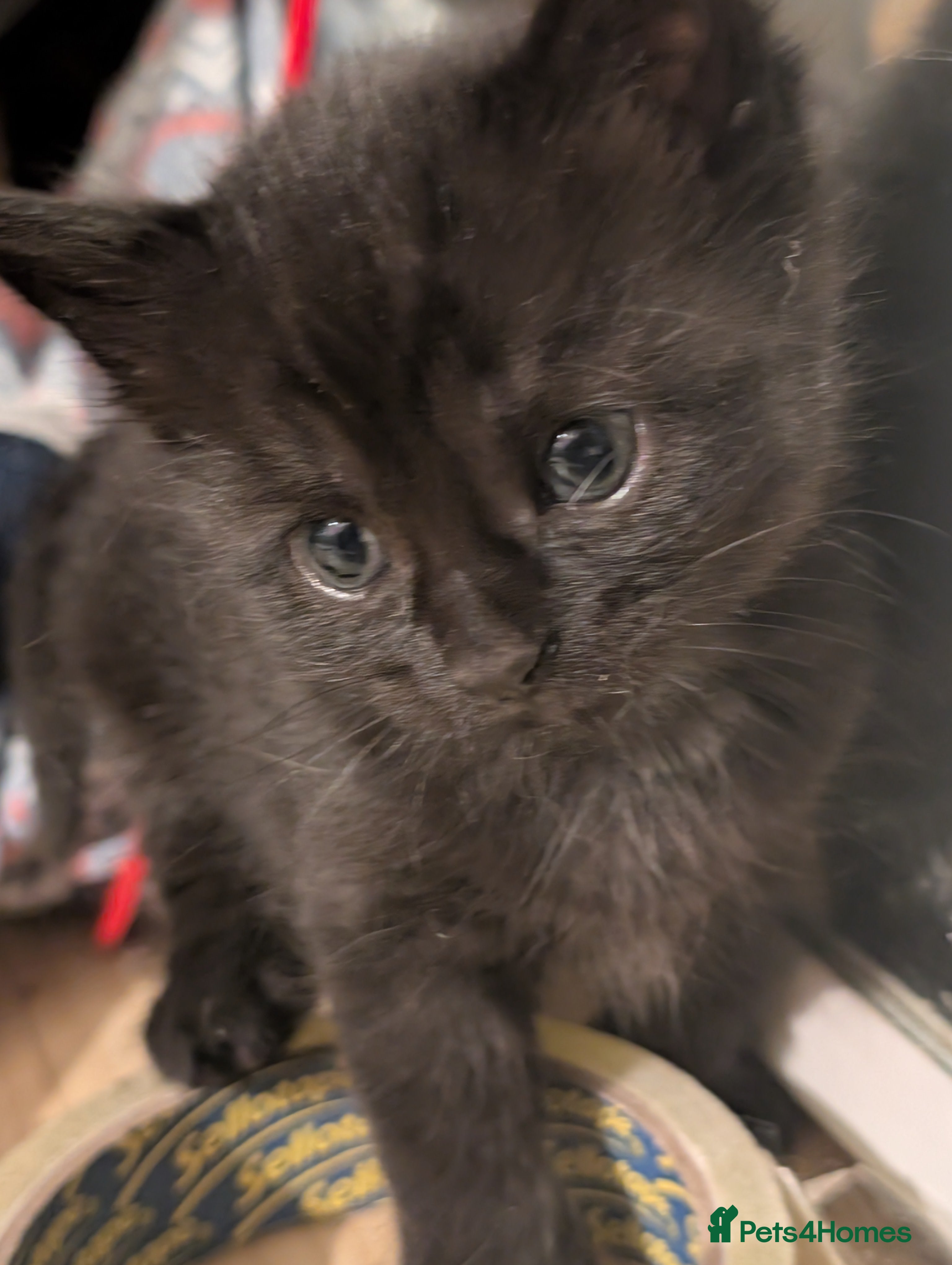 Domestic Shorthair cats for sale: 🖤 LAST KITTEN REMAINING – Midnight 🖤 - Advert 30
