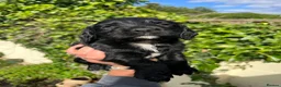 Cocker Spaniel dogs for sale: Outstanding cocker spaniel puppies - Advert 20