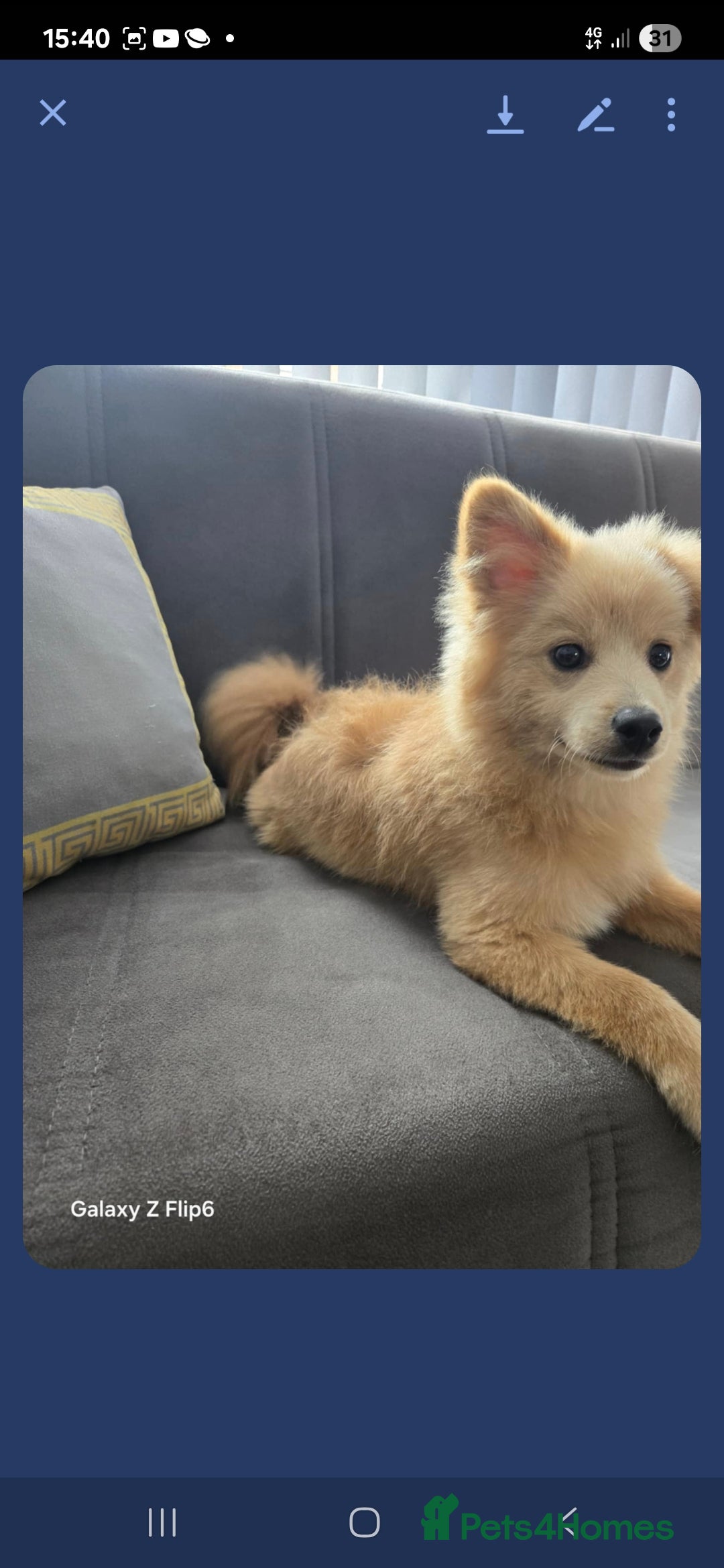 Pomeranian dogs for sale:  Pomerian - Image 4