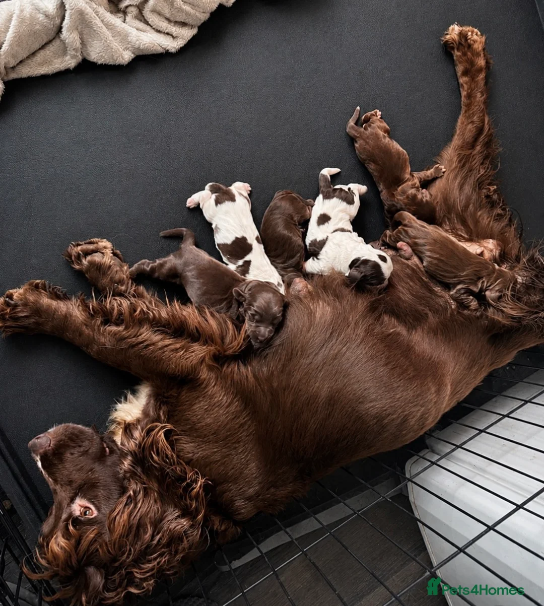 Cocker Spaniel dogs for sale: Lovely cockerspaniel pups - Advert 2