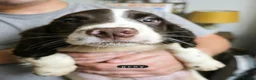 English Springer Spaniel dogs for sale: 3/8 left- English Springer Spaniel Pup - Advert 3