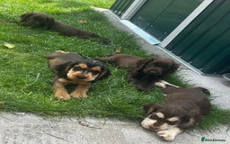 Cocker Spaniel dogs for sale: Show type cocker spaniel puppies  - Image 1