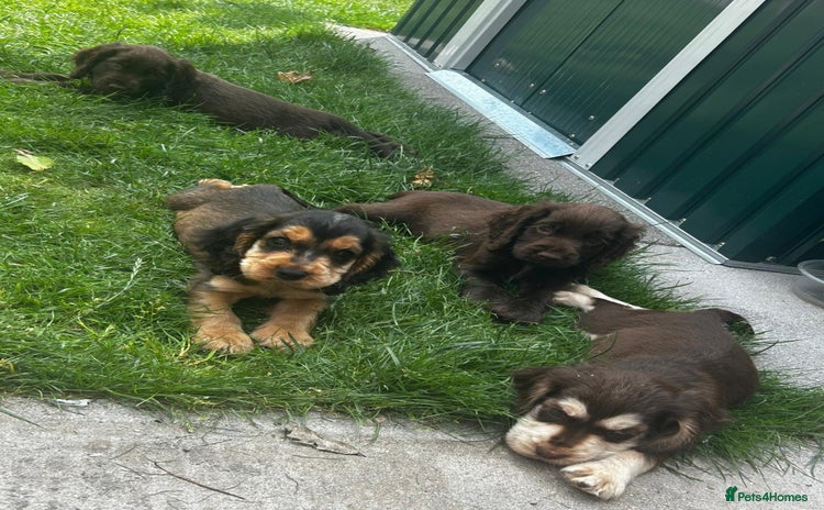 Cocker Spaniel dogs - Advert 1