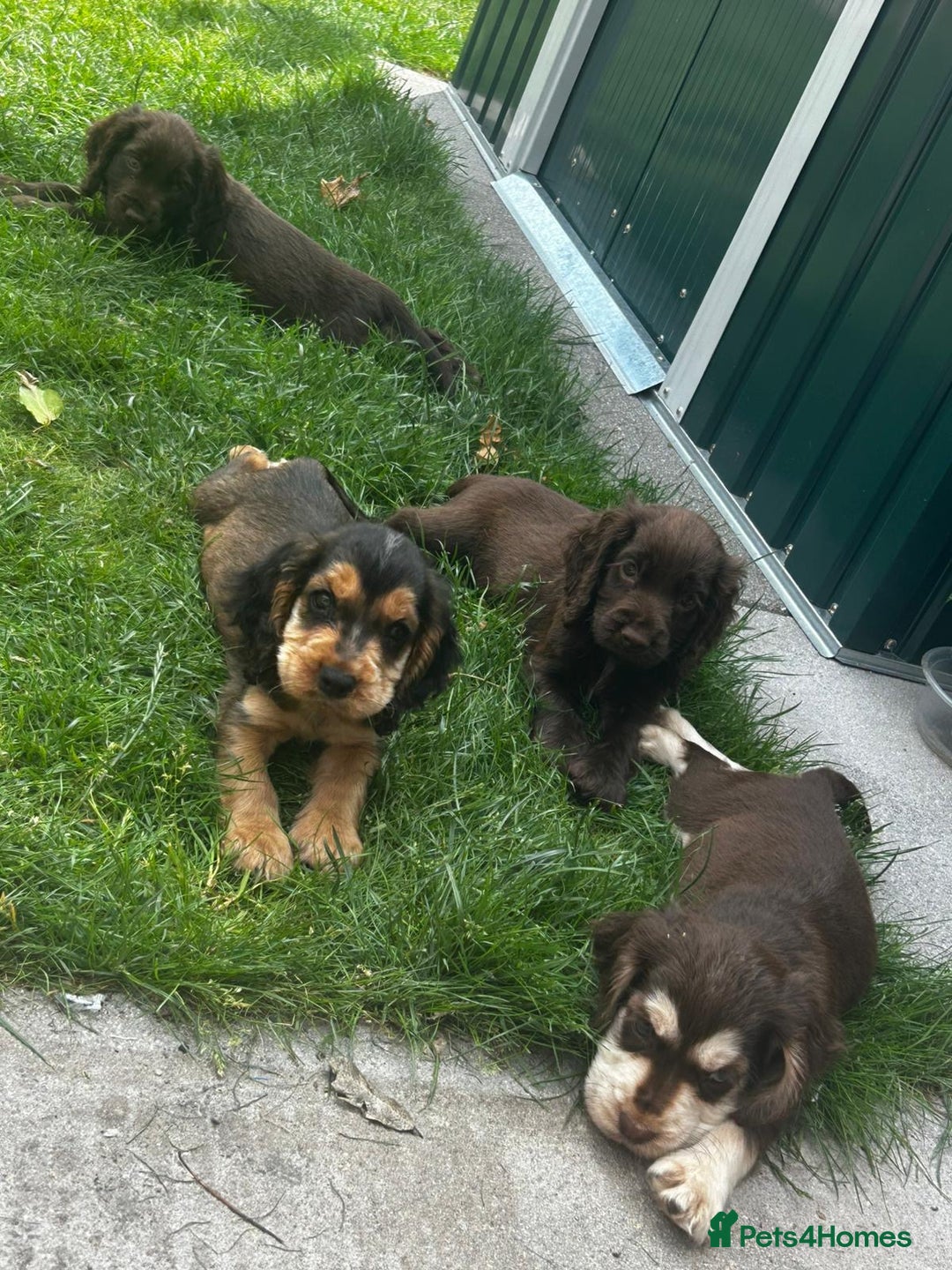 Cocker Spaniel dogs for sale: Show type cocker spaniel puppies  - Image 1