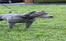 Staffordshire Bull Terrier dogs for stud: STUD…. Blue Siras champion bloodlines  in Stroud - Image 12