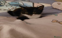 Mixed Breed cats for sale: Female kitten - Image 23