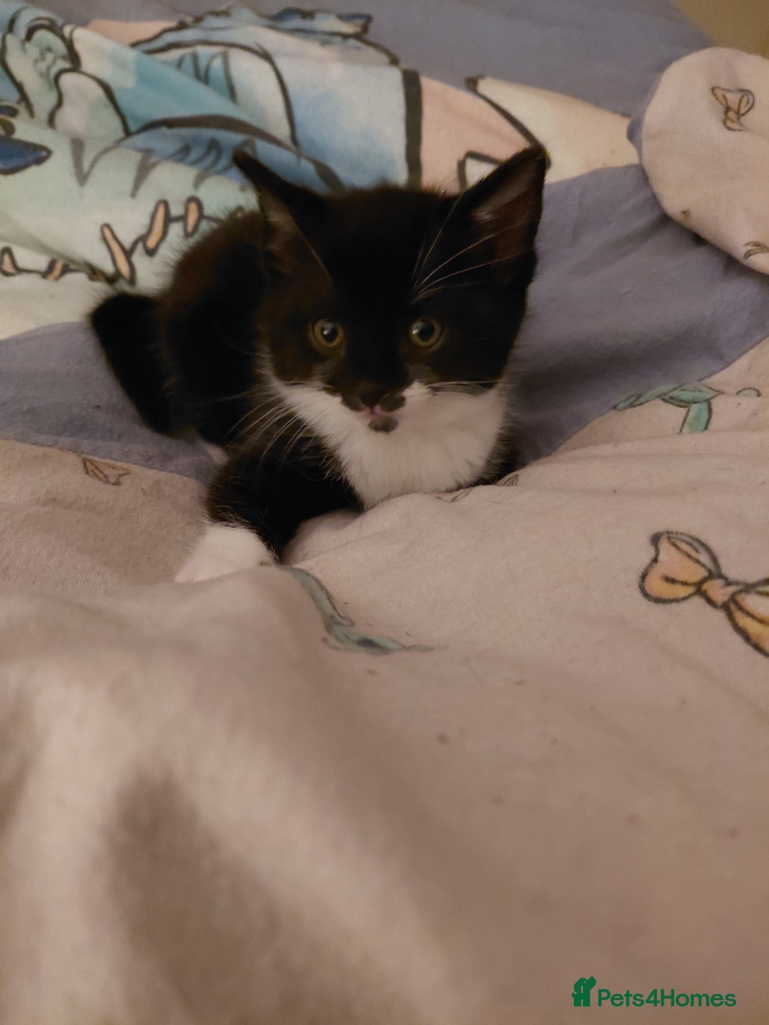 Mixed Breed cats for sale: Female kitten - Image 23