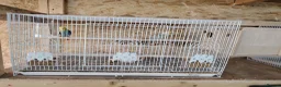 Budgerigars birds for sale: Rainbow budgies for sale - Advert 6