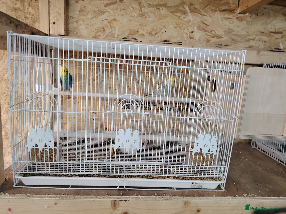 Budgerigars birds for sale: Rainbow budgies for sale - Advert 6