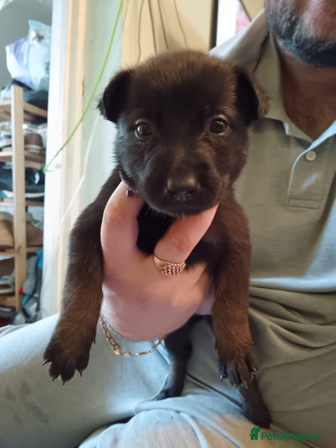 Belgian Shepherd Dog dogs for sale: Stunning Belgian Mali Pups - Image 22
