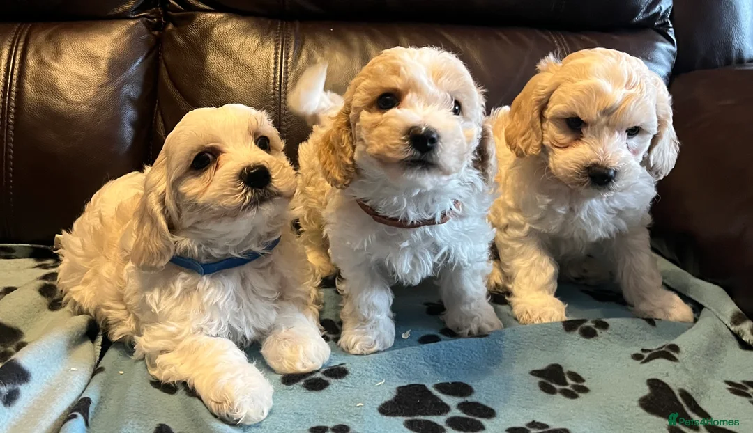 Cavachon dogs for sale: Cute Cavachon x bichon Frise puppies  - Advert 2
