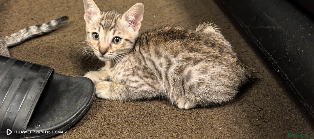 Bengal cats for sale: Silver Bengal kitten for sale  - Advert 5