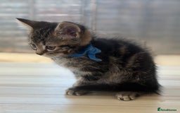 Norwegian Forest Cat cats for sale: Last two beautiful boys  - Image 6