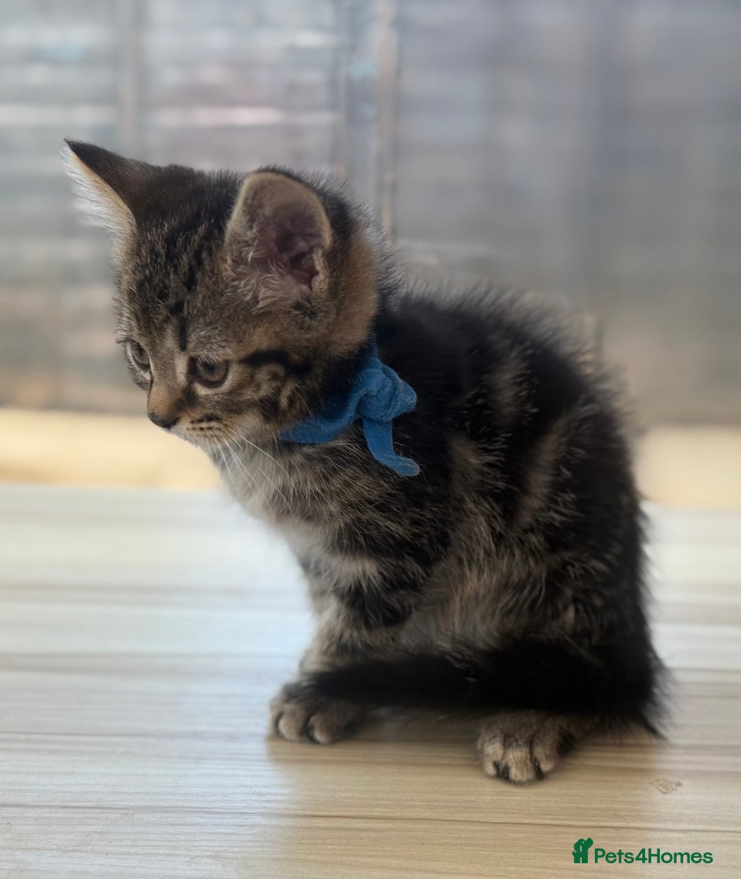 Norwegian Forest Cat cats for sale: Last two beautiful boys  - Image 6
