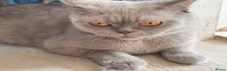 British Shorthair cats for sale: British shorthair kittens❤️❤️❤️❤️ in Bury - Advert 11