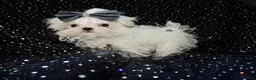 Maltese dogs for sale: ****Exquisite KC Registered Maltese Boy Puppy****  - Advert 17