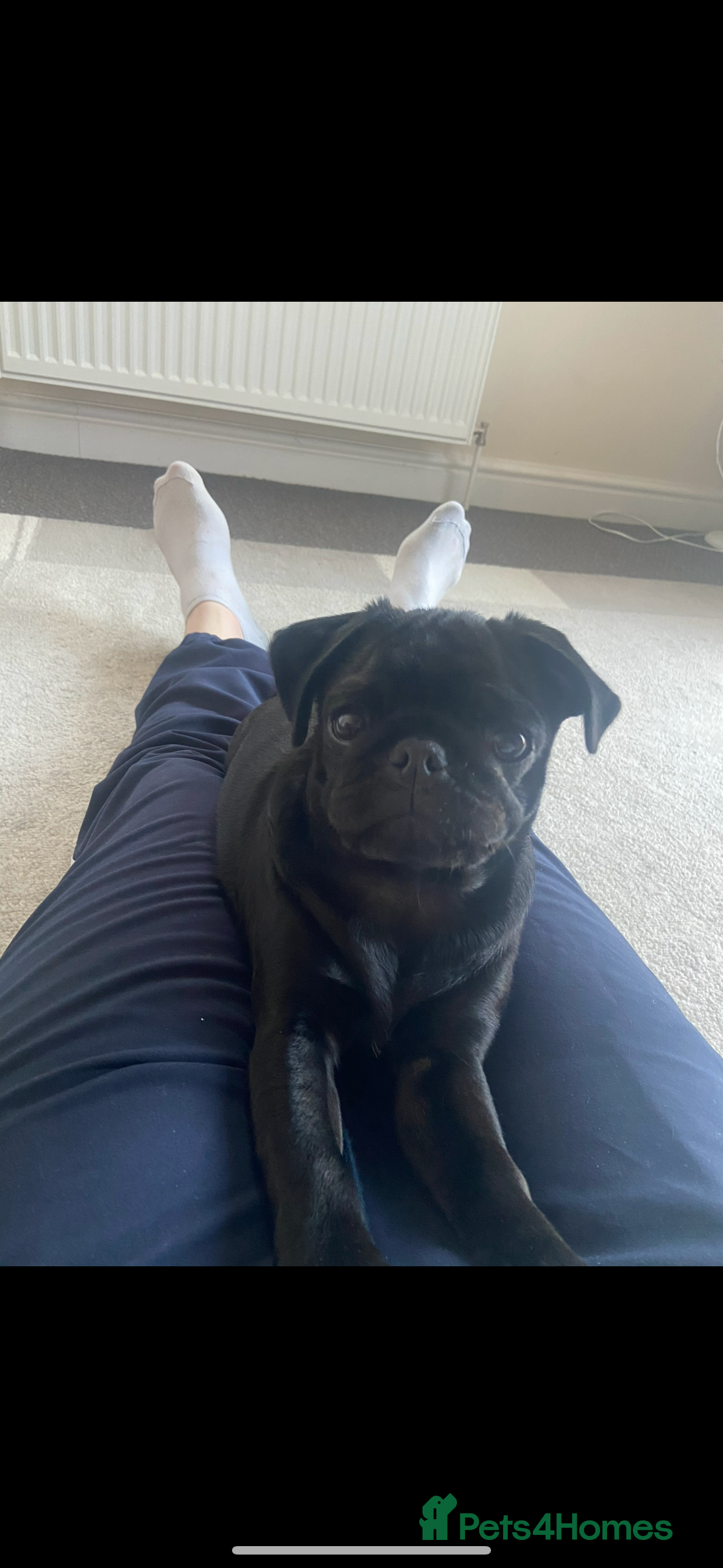Pug dogs Beautiful black pug/ female - Advert 1