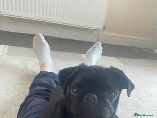 Pug dogs Beautiful black pug/ female - Advert 1