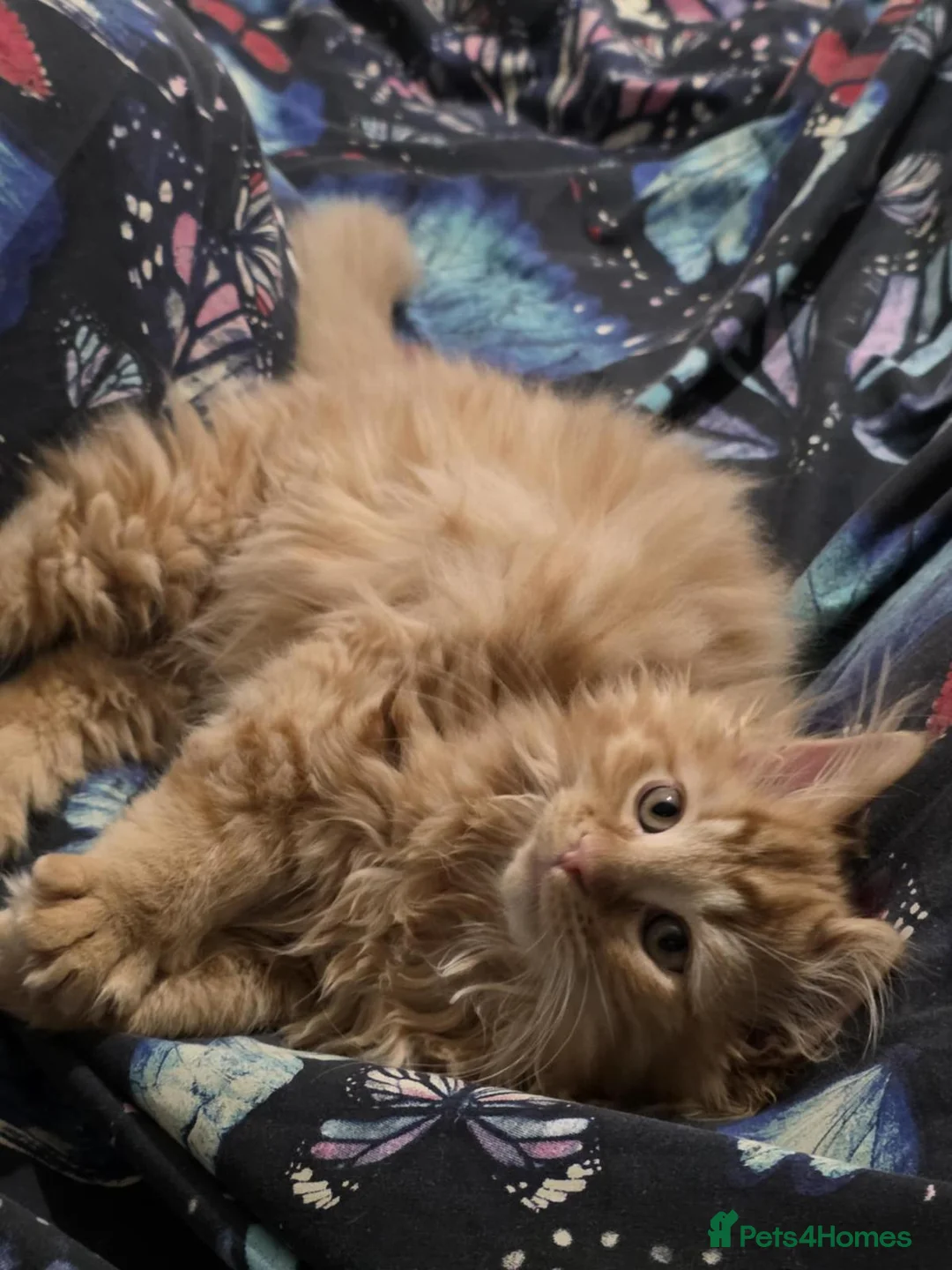 British Shorthair cats for sale: British shorthair  - Advert 3