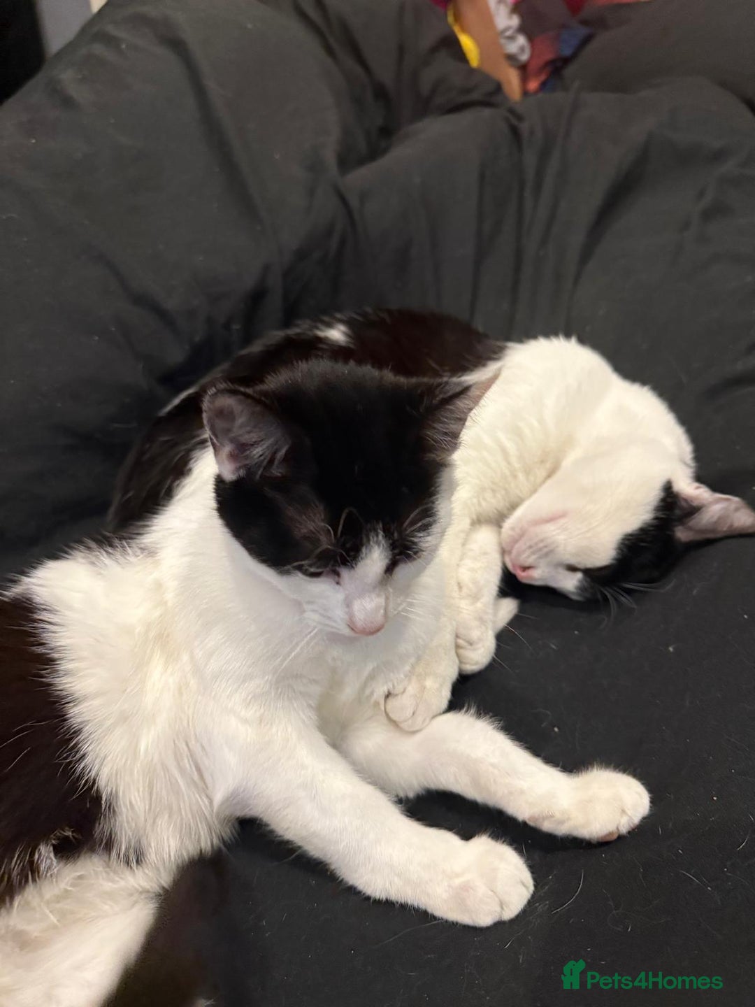 Mixed Breed cats for adoption: Bonded pair of kittens need new home - Advert 1