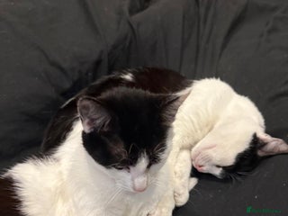 Mixed Breed cats Bonded pair of kittens need new home - Advert 8