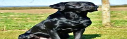 Labrador Retriever dogs for stud: * At Stud KC Health tested Labrador* in Malton - Advert 2