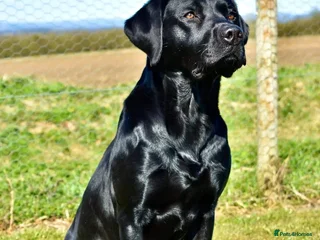Labrador Retriever dogs in Malton - Advert 10
