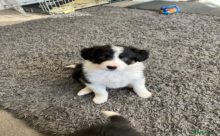 Border Collie dogs *1 LEFT* Beautiful Tri-colour border collies - Advert 2