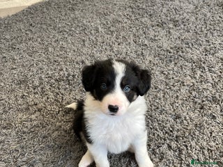 Border Collie dogs *1 LEFT* Beautiful Tri-colour border collies - Advert 6