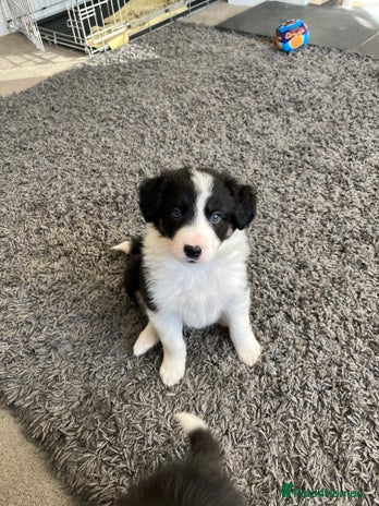 Border Collie dogs *1 LEFT* Beautiful Tri-colour border collies - Advert 2