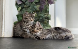 Persian cats for sale: 3 Stunning Female Kittens for Sale  - Image 15