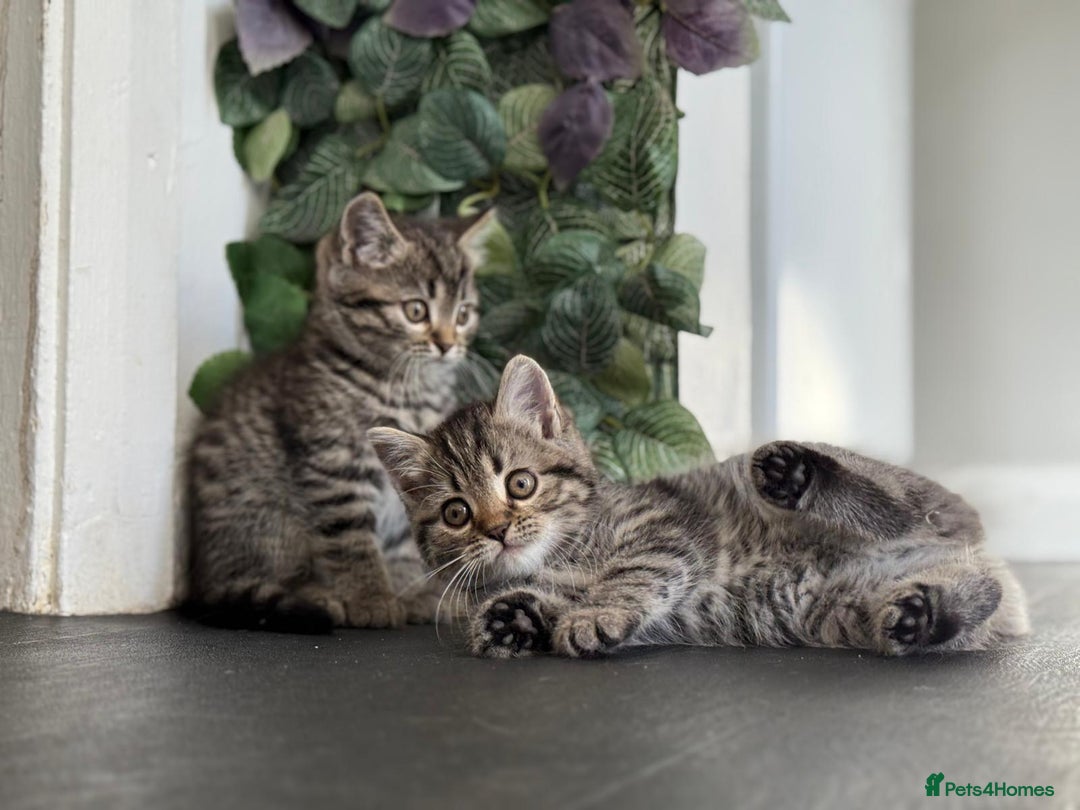 Persian cats for sale: 3 Stunning Female Kittens for Sale  - Image 15