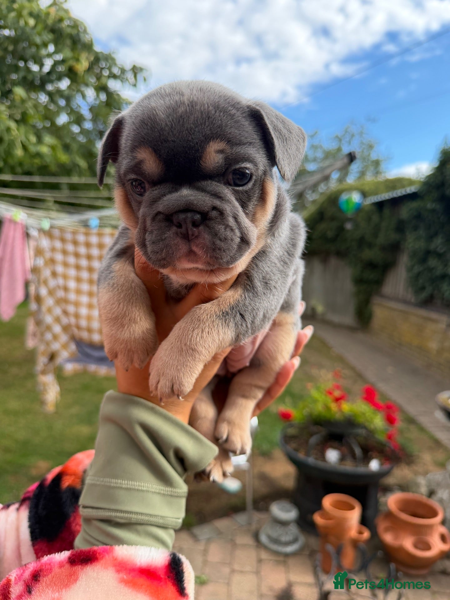 French Bulldog dogs French bulldog pups - Advert 2