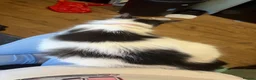 Mixed Breed cats for sale: 4 beautiful fluffy kitten  - Advert 13