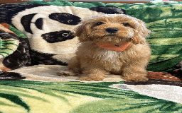 Cavachon dogs for sale: Fluffball Cavapoos ready to go 💕 - Image 28