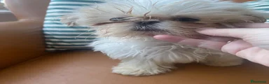 Shih Tzu 1
