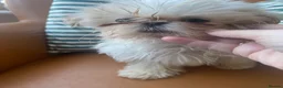 Shih Tzu dogs for sale: Beautiful imperial shihtzu pups for sale  - Advert 18