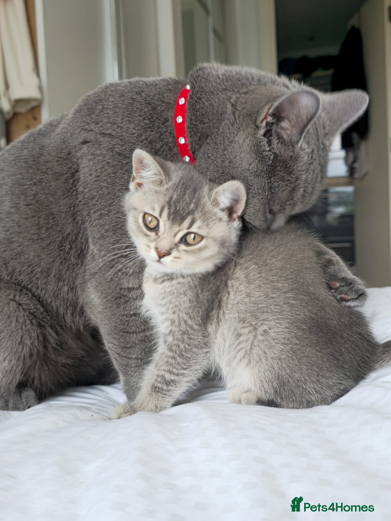 British Shorthair cats Kitten British shorthair - Advert 2