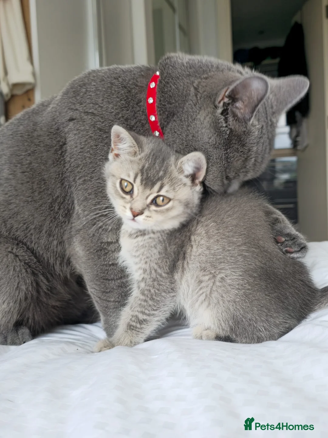British Shorthair cats for sale: Kitten British shorthair in Hemel Hempstead - Advert 1