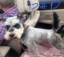 Miniature Schnauzer dogs - Advert 1